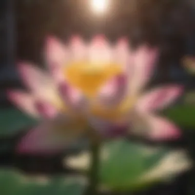 Symbolic lotus blossom representing spiritual growth