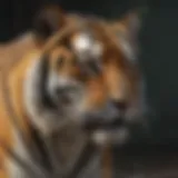 Majestic Tiger in Stealth Mode